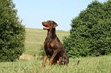 DOBERMANN 1093